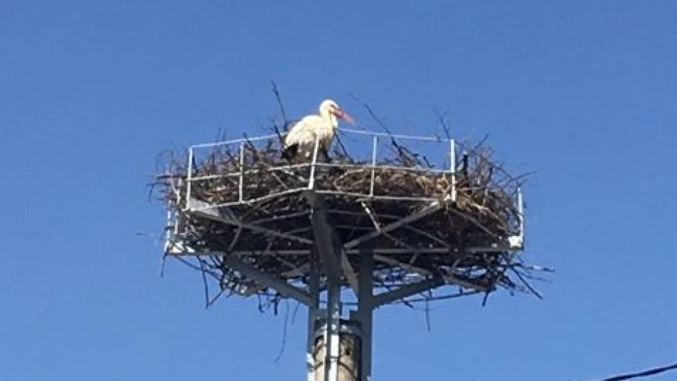 Вятър събори щъркелово гнездо, хора им направиха ново (СНИМКИ)