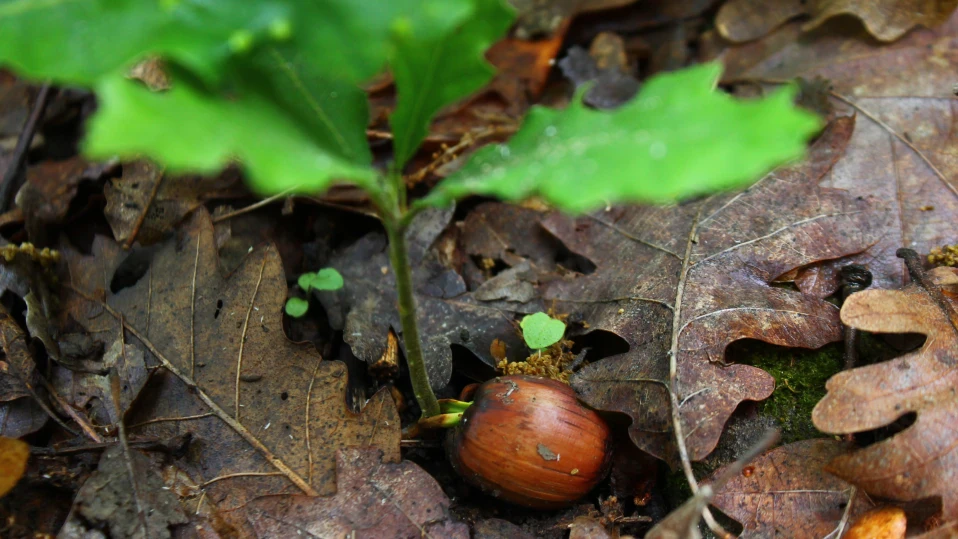 Залесяват над 1500 дка гори в Североизтока