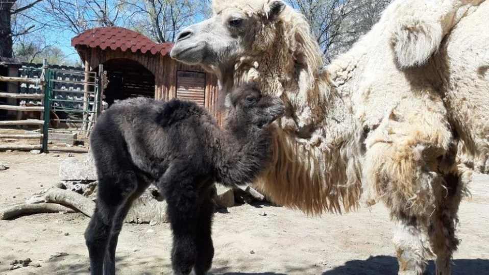 Бебе камилче се роди във Варна