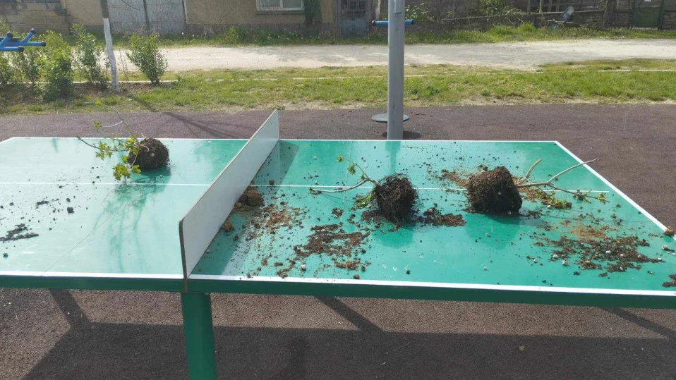 Малолетни изкорениха над 30 фиданки (СНИМКИ)