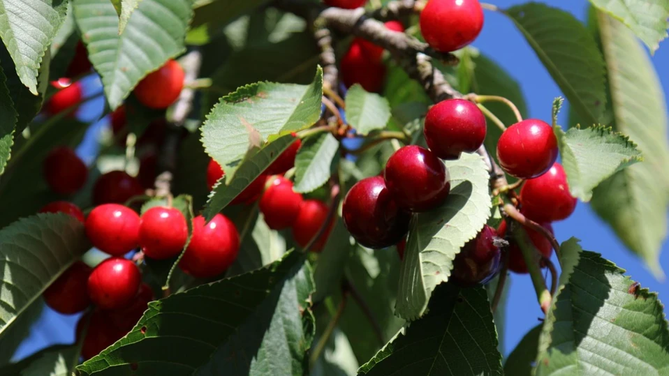 Овощари настояват за спешни мерки срещу градушките