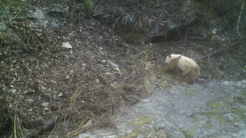 Рядка кафява гигантска панда е забелязана в Северозападен Китай