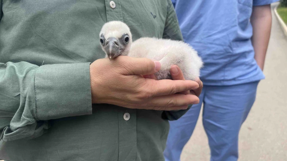 Бебета - белоглави лешояди се излюпиха в Стара Загора