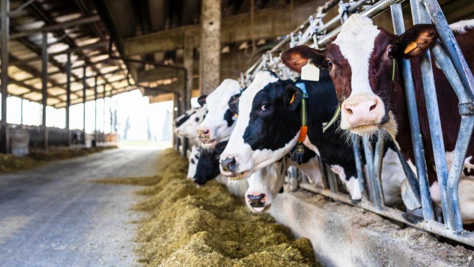 В САЩ е регистриран втори случай на заразяване на човек с птичи грип от крава