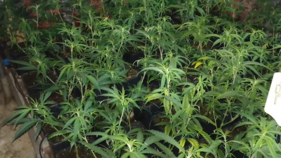 Откриха трета наркооранжерия в "Орландовци" (СНИМКИ)