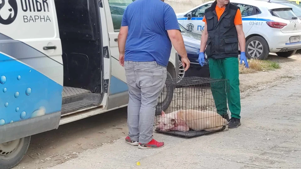 Питбул уби стопанката си във Варна