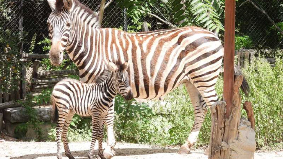 Вход свободен в зоологическата на София деня на детето