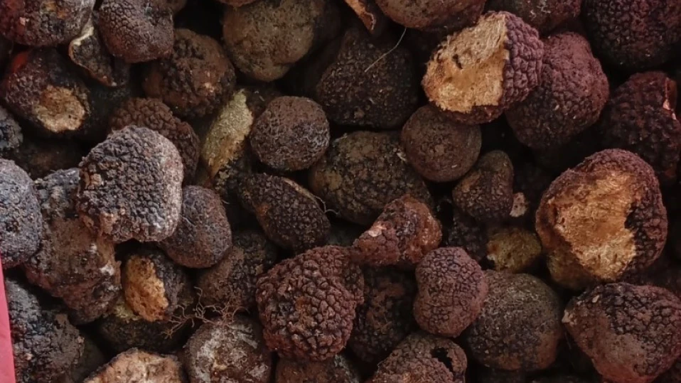 Задържаха 60 кг контрабандни трюфели на "Капитан Андреево"