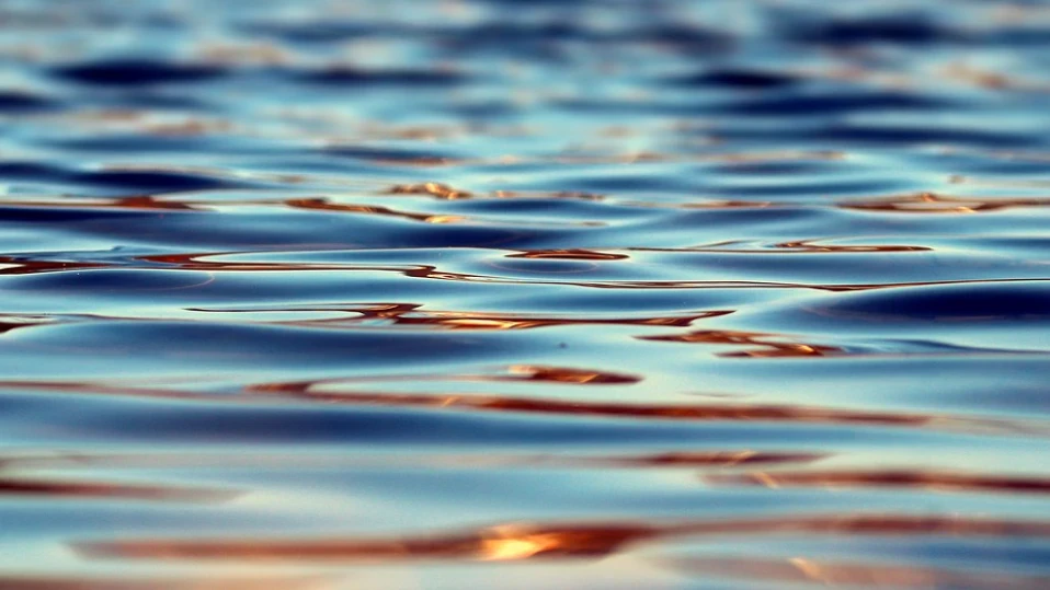 Токсично водорасло в Черно море уплашиха експертите в Румъния