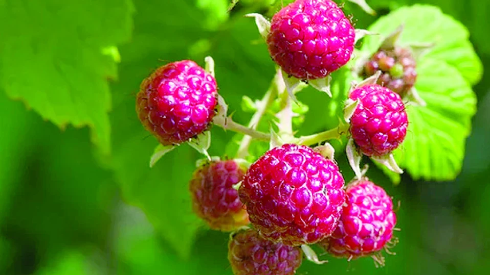 Малините – малко калории, много витамини