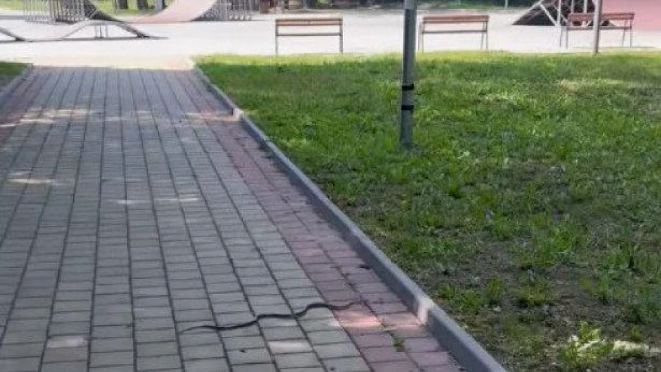 Пълчища змии налазиха парковете