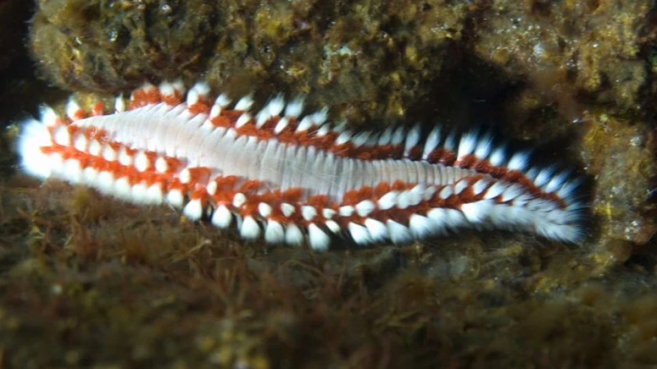 Нова заплаха дебне туристите в Италия: "Огненият червей" напада плажовете