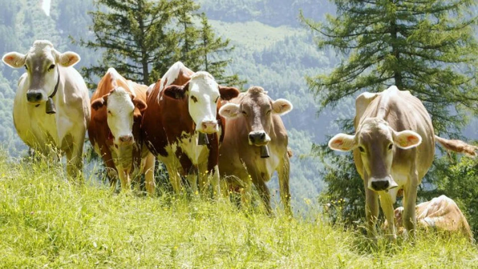 Стадо крави уби турист в Алпите, какво точно е предизвикало атаката