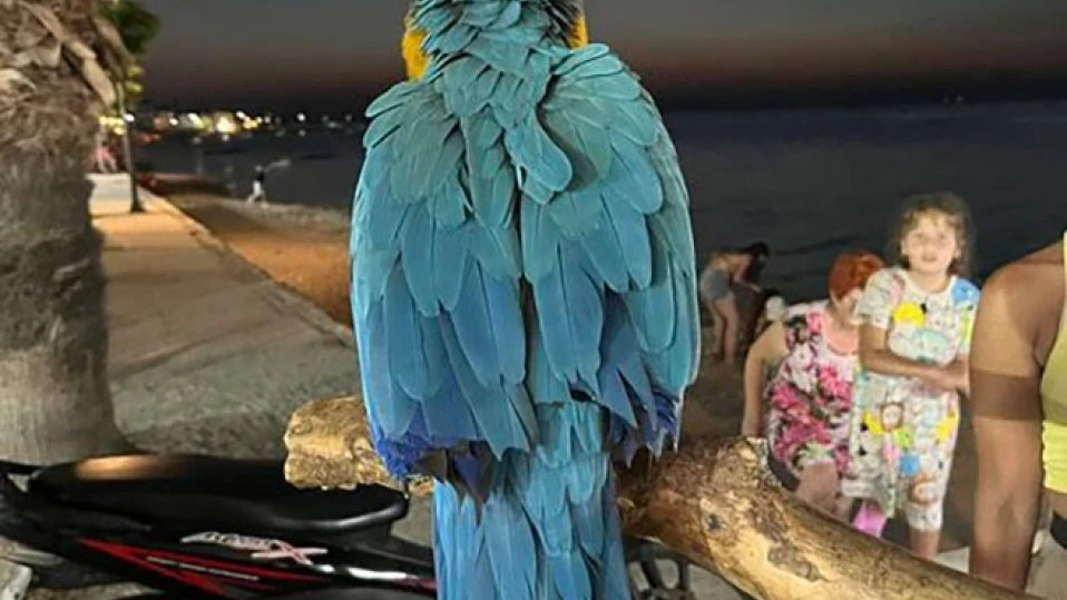 Гръцки хотел глобен за използване на папагали за привличане на гости