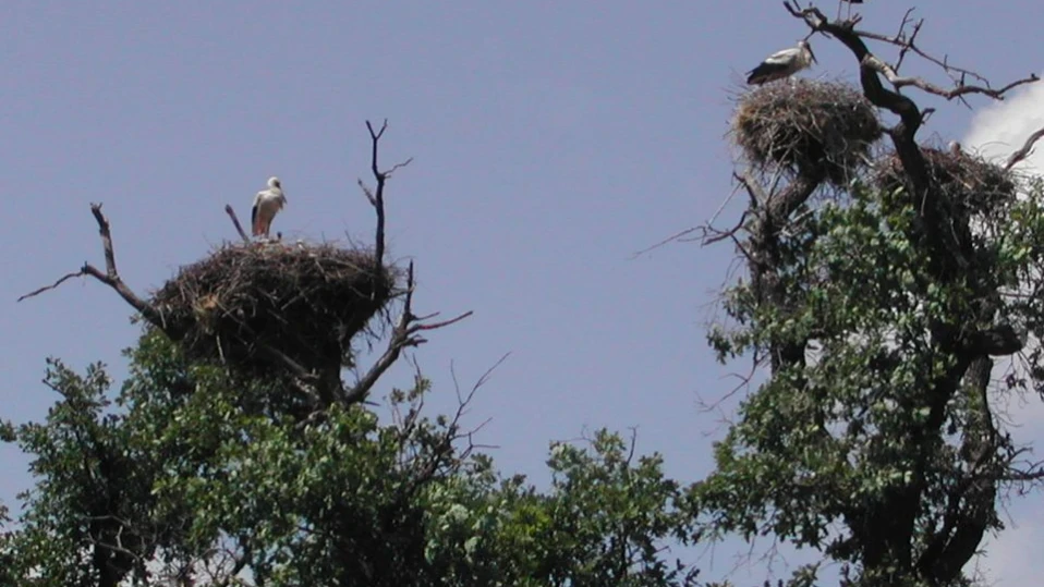 63 гнезда на щъркели има в Сливен и общината