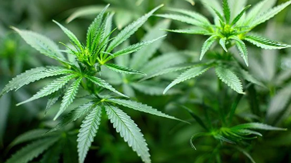 И майката на децата, яли бисквити с канабис, е в болница