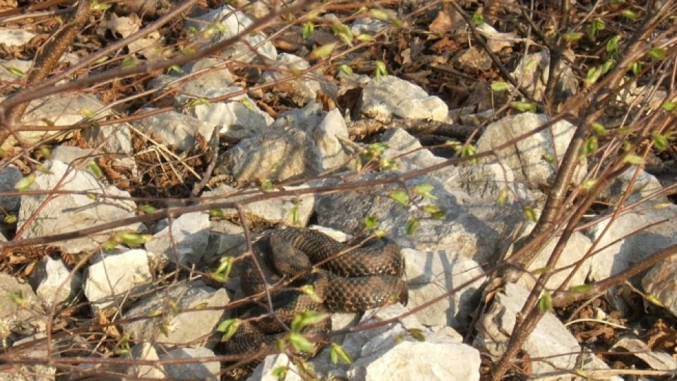 47-годишен бере душа след ухапване от змия