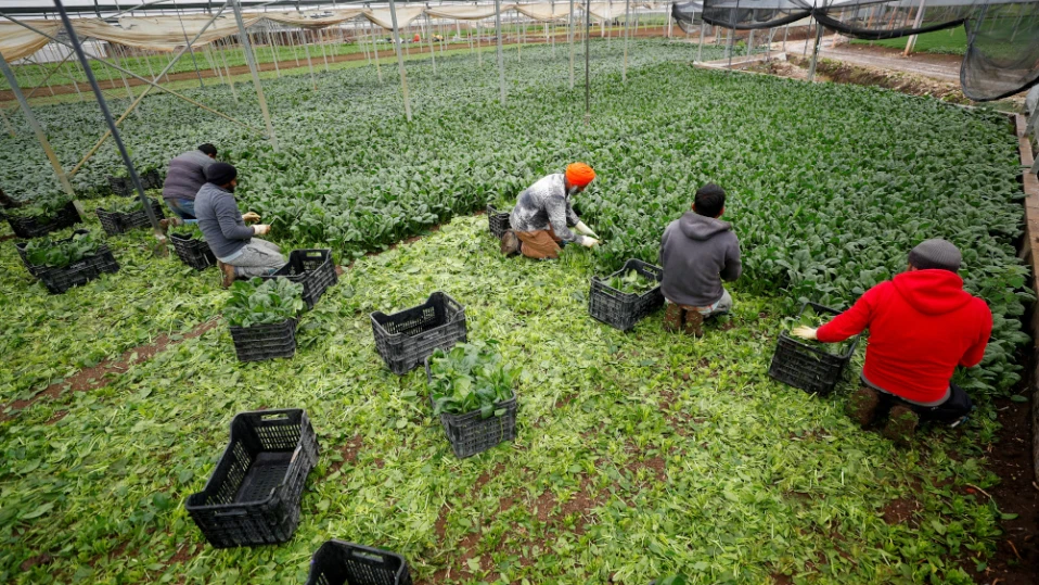 В Италия освободиха десетки индийци, работили в условия, наподобяващи "робство"