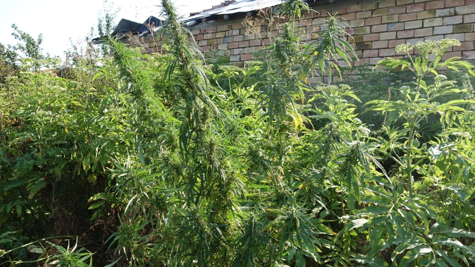 Откриха марихуана в селски двор