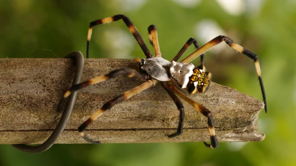 Мъж починал след ухапване от паяк в Гърция