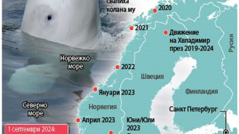 Руски кит-шпионин е застрелян (ИНФОГРАФИКА)