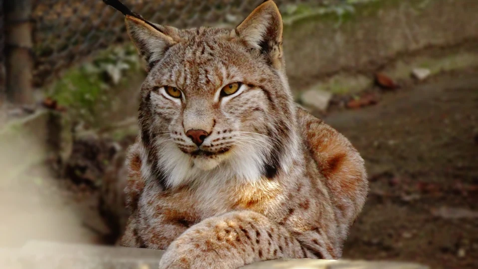 Рис е най-новото попълнение на Варненския зоопарк