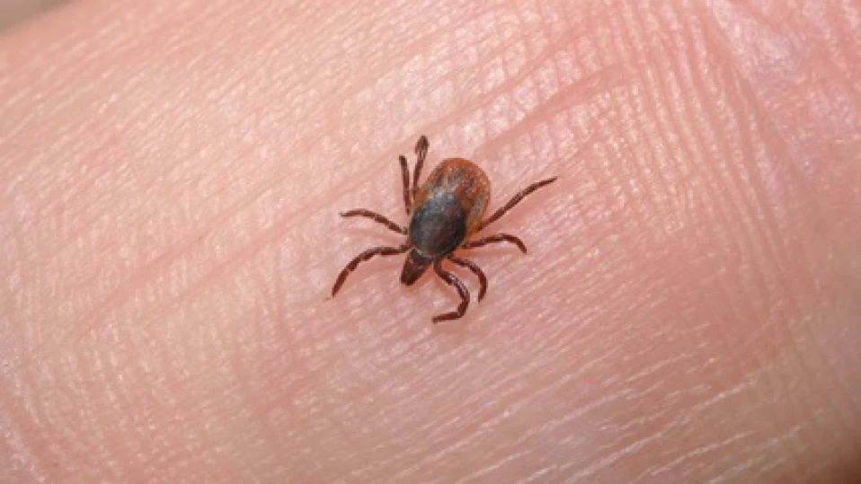 Нов вирус, пренасян от кърлежи, е открит в Китай