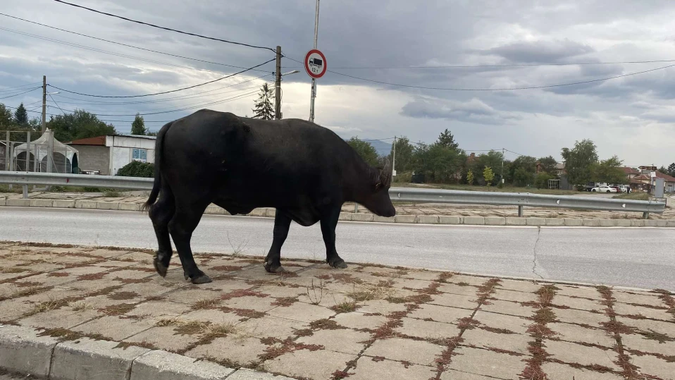 Биволи пресичат главен път край София