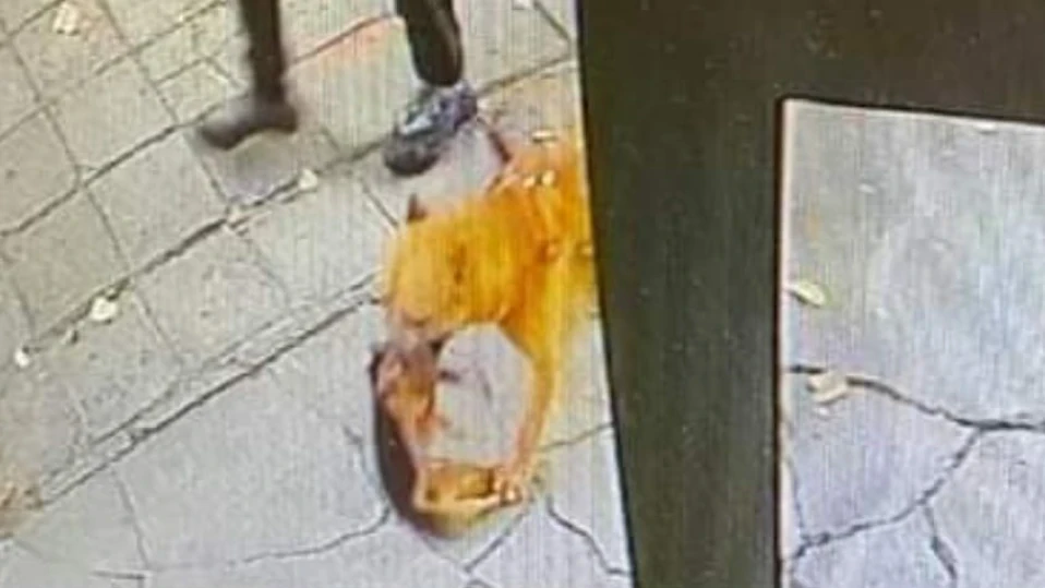 Питбул уби пинчер в Бургас