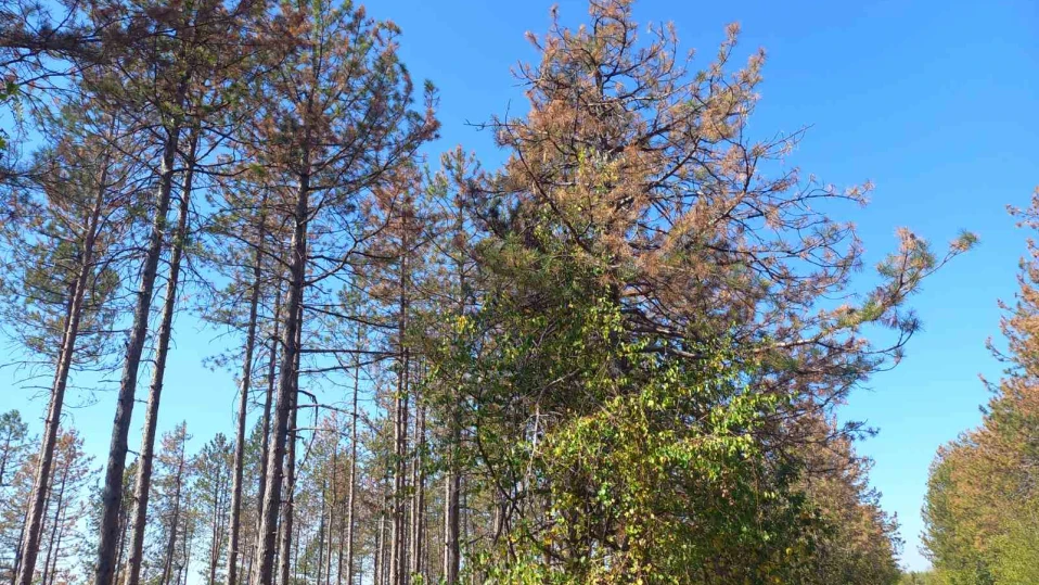 Рязкото засушаване е основната причина за масовото съхнене на боровете в Търновско