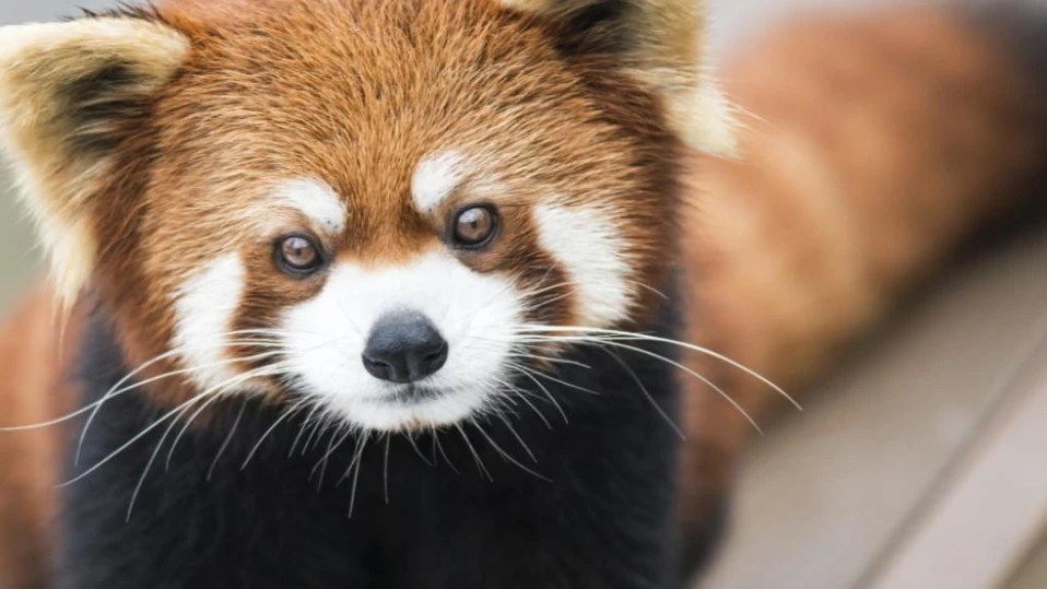 Бебе панда и майка му починаха от страх към фойерверки