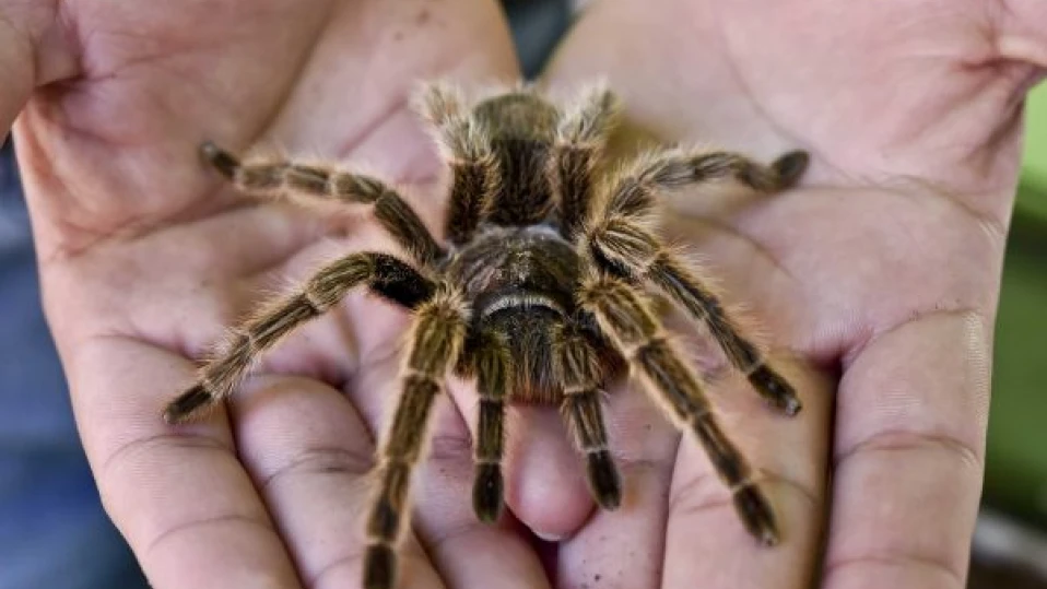 Заловиха мъж в опит да пренесе 320 тарантули