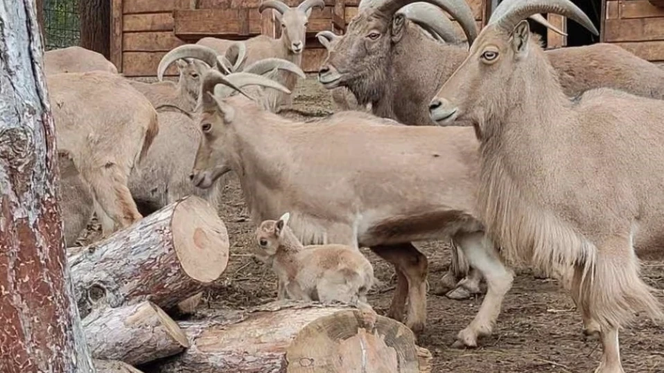 Бебе козирог се роди в зоопарка на Стара Загора