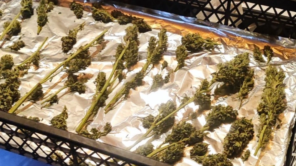 Иззеха близо килограм канабисова „реколта“ в Самоковско (СНИМКИ)