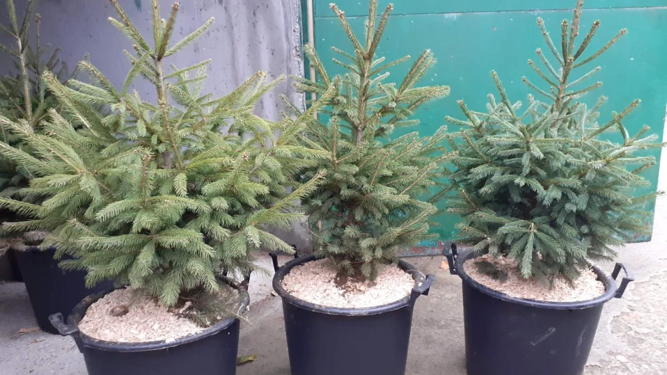 Над 1400 коледни дръвчета предлагат стопанствата от СИДП