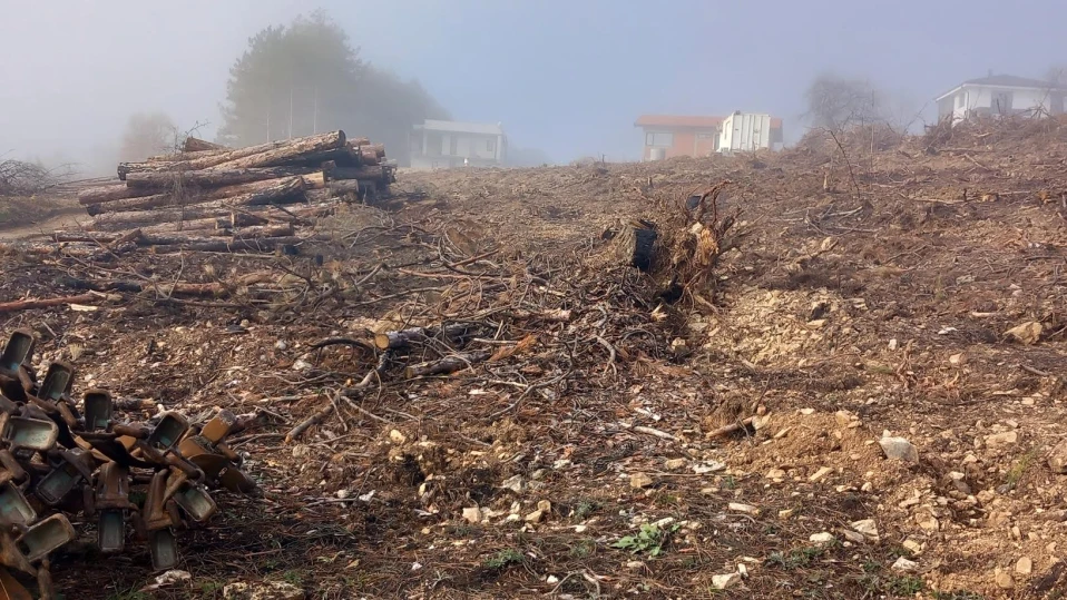 С 26 000 фиданки "Атласки кедър": Залесяват изгорелите терени край Стара Загора