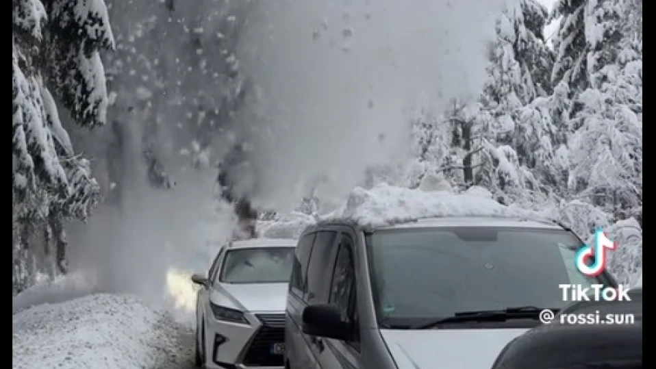 Бор се срути върху коли на пътя Самоков-Боровец
