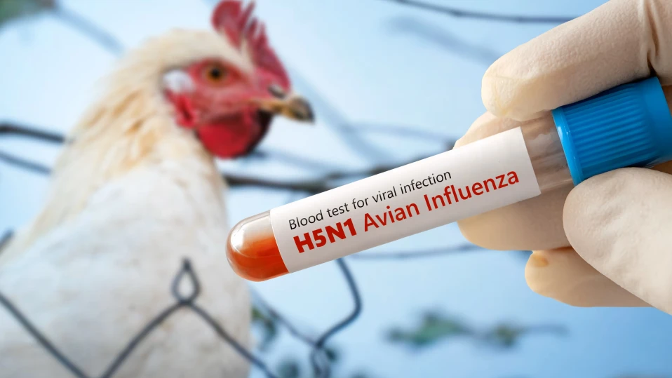 След първия смъртен случай в САЩ: Рискът от птичи грип H5N1 за населението остава нисък