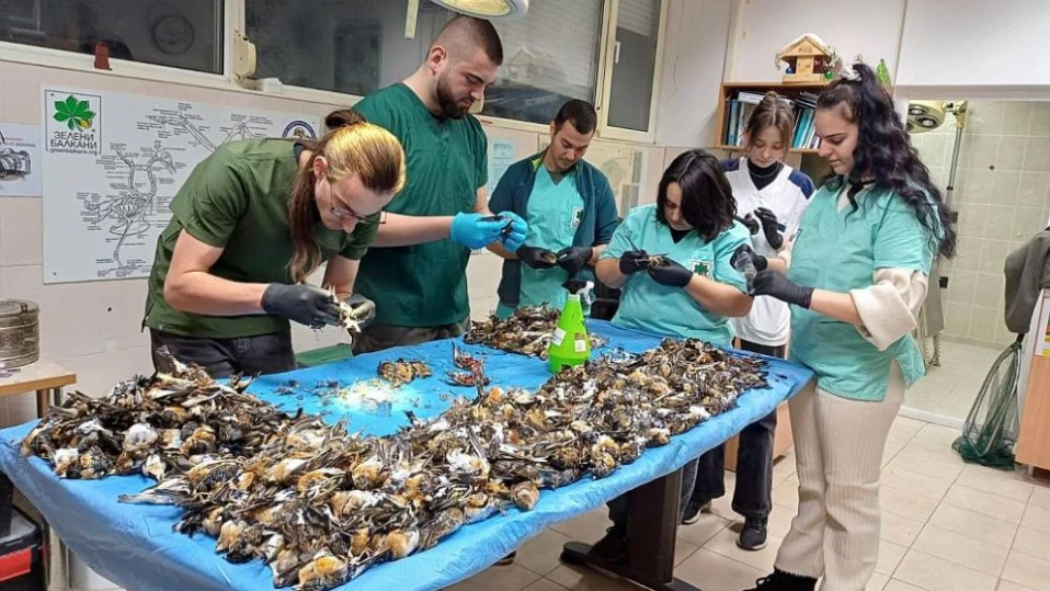 Полиция разследва случая с мъртвите птици в Копривщица