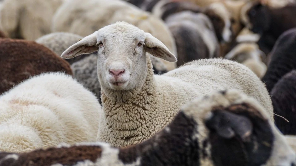 Епидемия от шап в Германия налага забрана за износ на месо и млечни продукти