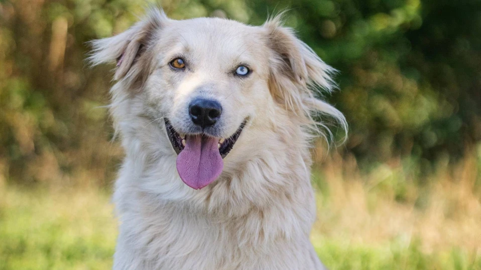 “Екоравновесие” отчете повече гледачи и по-добри условия за живот в приюта в Горни Богров