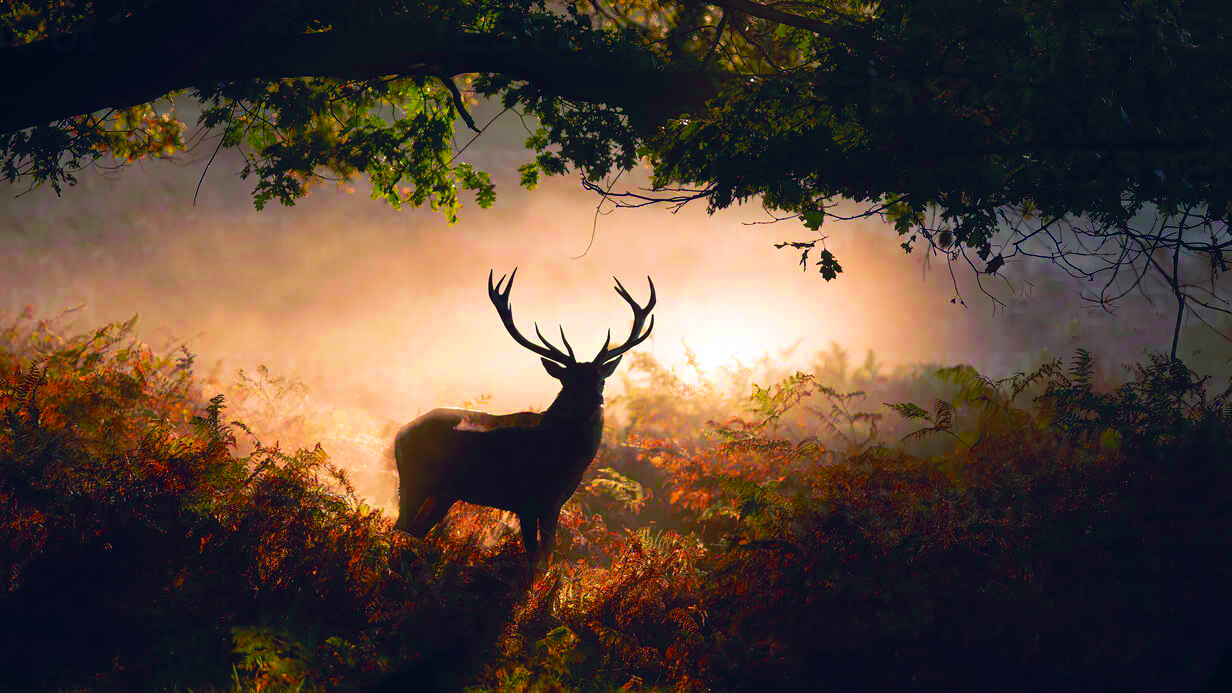 100 години Седмица на гората 7 13 април 2025 Прастара