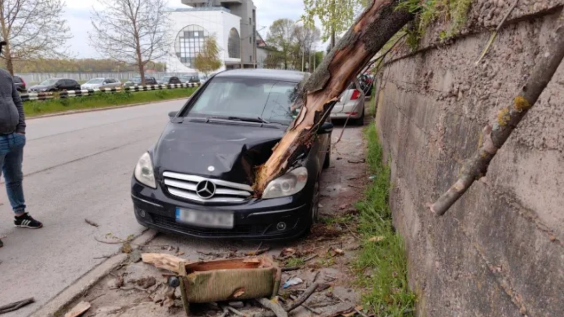 Огромно дърво се вряза в спрял автомобил в Русе Шофьорът