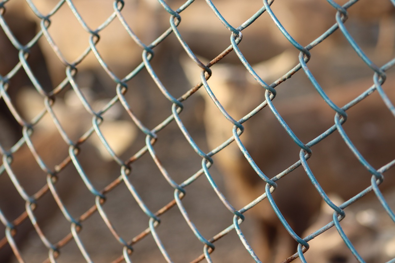 Иззети са животните от зоокъта в Централния градски парк в