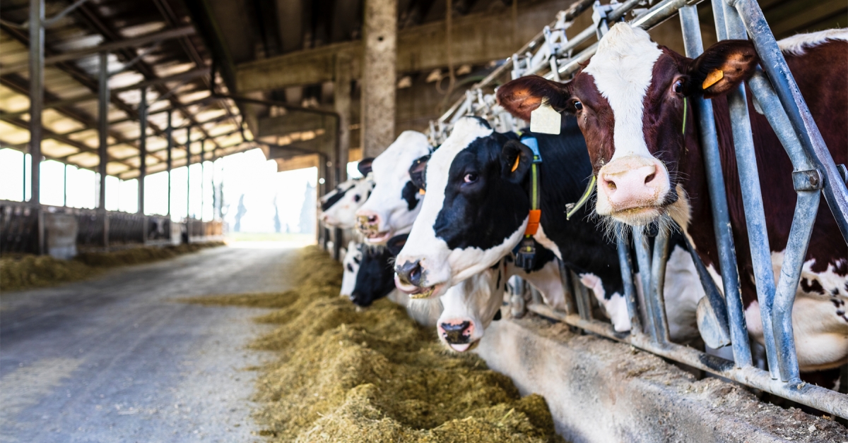 Работник в кравеферма в димитровградското село Ябълково е починал след