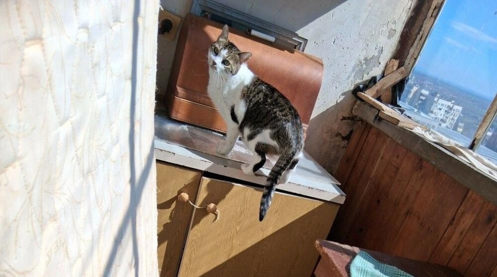 83 годишен жител на шуменското село Царев брод ще отговаря за