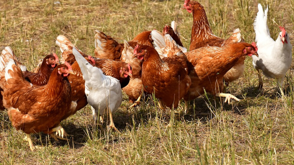 С промени в Наредбата за животновъдните обекти се въвеждат нови