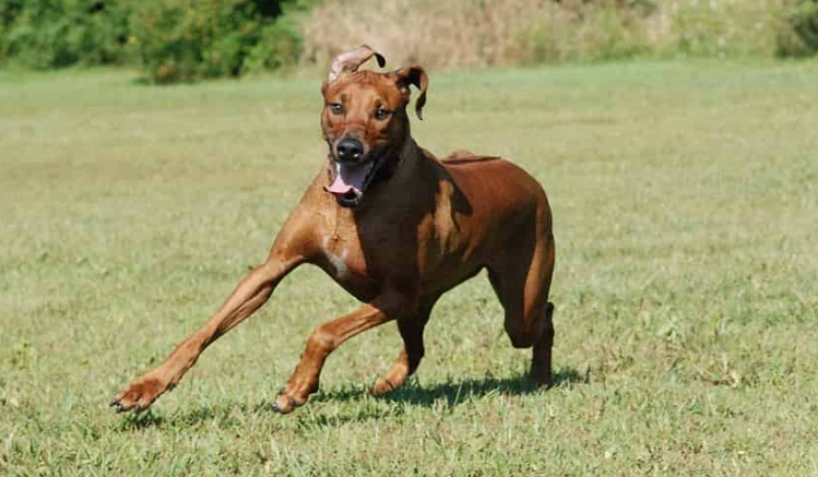 Английските породи са специалисти по крилат дивечНе се допуска до