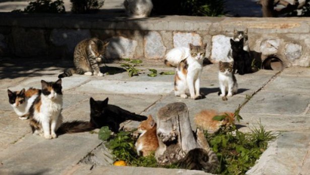 За 8 години броят им се е увеличил над 10