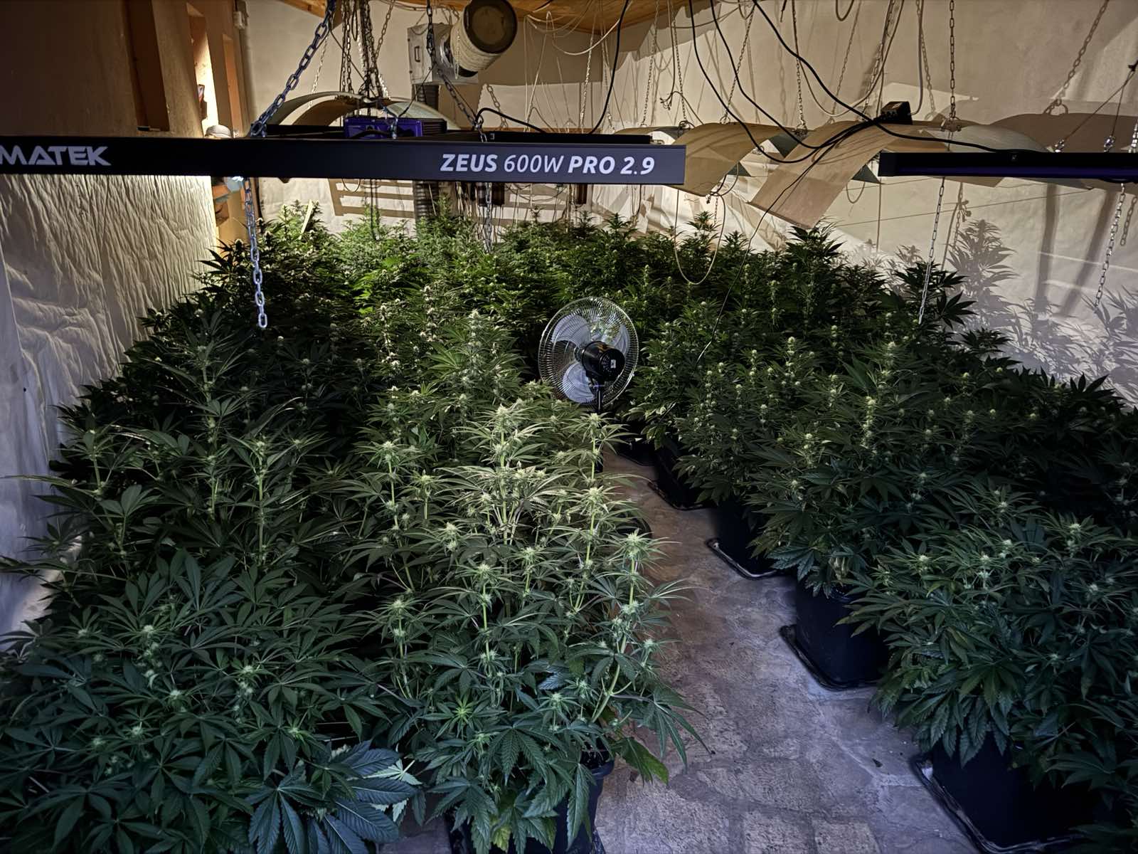 Само за ден органите на реда разбиха две наркооранжерии на